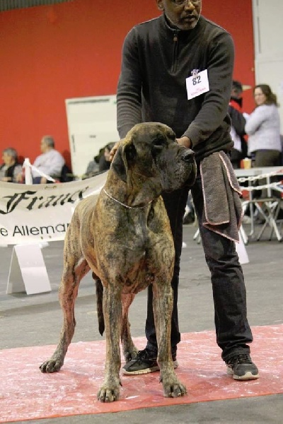 CH. Glover Des geants de becquigny - 1er Excellent en classe Champion RCACIB