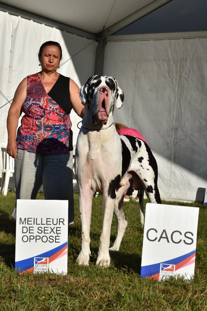 CH. Pablo picasso Des Terres Andalouses - 1ER EXC-CACS- MEILLEUR DE SEXE OPPOSE