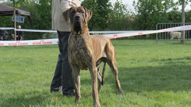 CH. Glover Des geants de becquigny - 1er Excellent- CACS-Meilleur Sujet Bringé- Ring d'Honneur-3ème du 2ème GROUPE