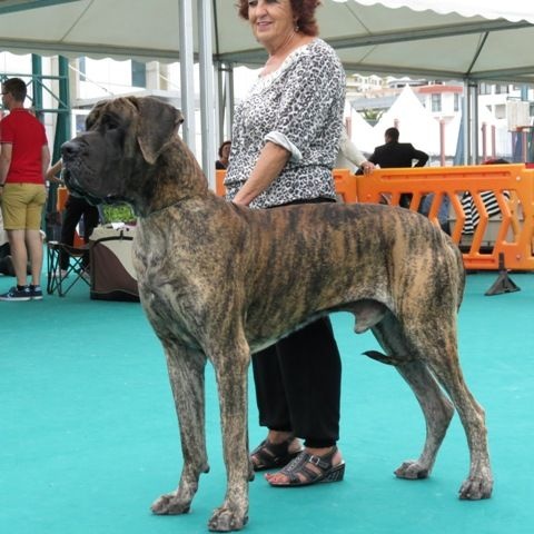 CH. Glover Des geants de becquigny - RGCC-RCACIB