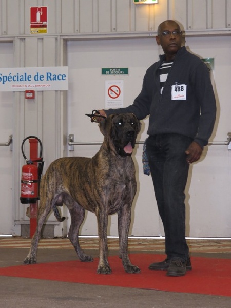 CH. Glover Des geants de becquigny - 1er Excellent