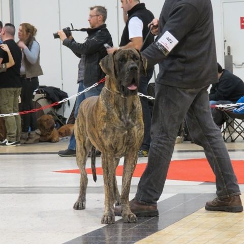 CH. Glover Des geants de becquigny - 2ème Ex RCACS