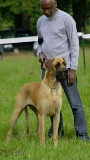 CH. Impératrice farah diba du domaine de Gauvin - 2ème excellent +