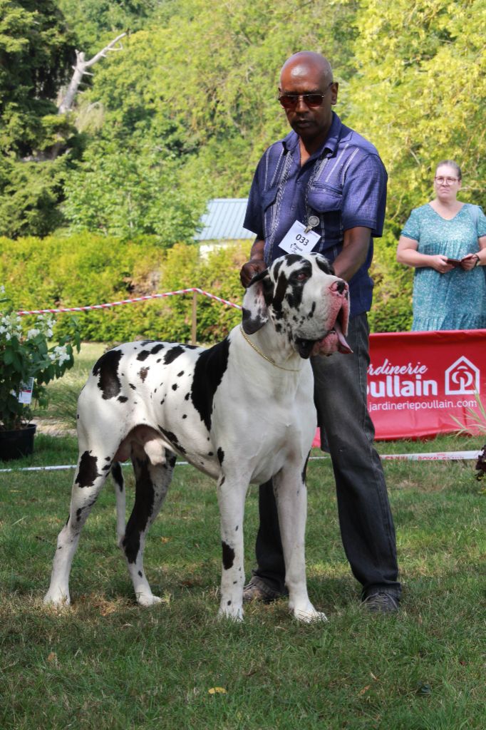 CH. Pablo picasso Des Terres Andalouses - 1er ex enclasse Champion Meilleur mâle arlequin