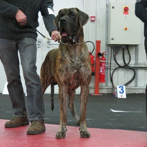 CH. Glover Des geants de becquigny - 1er Excellent CASC-RCACIB