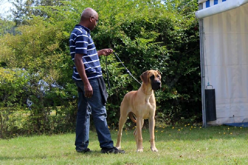 CH. Impératrice farah diba du domaine de Gauvin - très prometteur ring d'honneur