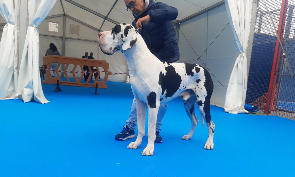 CH. Pablo picasso Des Terres Andalouses - 1er ex-CACS-CACIB-MEILLEUR DE RACE