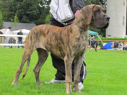 CH. Glover Des geants de becquigny - TRES PROMETTEUR-RING D'HONNEUR