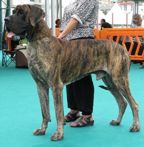 CH. Glover Des geants de becquigny - très bon