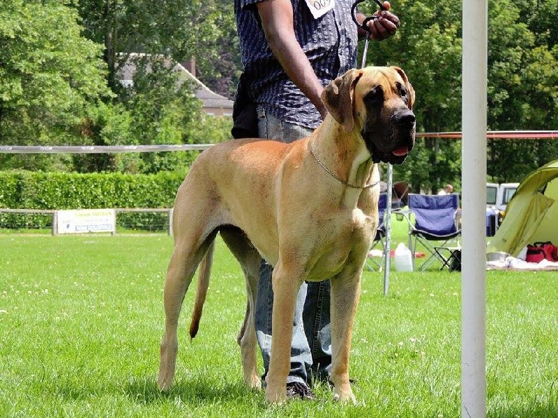 CH. Impératrice farah diba du domaine de Gauvin - 2ème excellent +