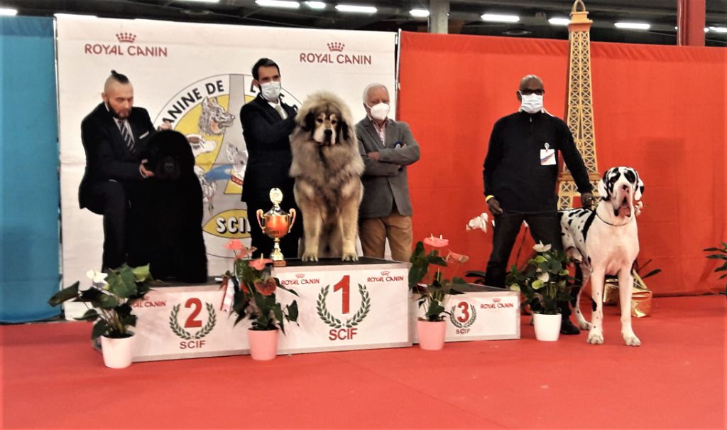 CH. Pablo picasso Des Terres Andalouses - 1ER EXC-CACS- CACIB- MEILLEUR DE RACE- 3e MEILLEUR CHIENS DU 2 ème GROUPE