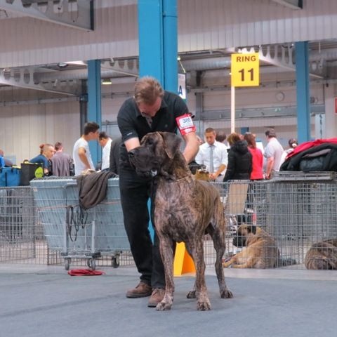 CH. Glover Des geants de becquigny - 1er Très bon