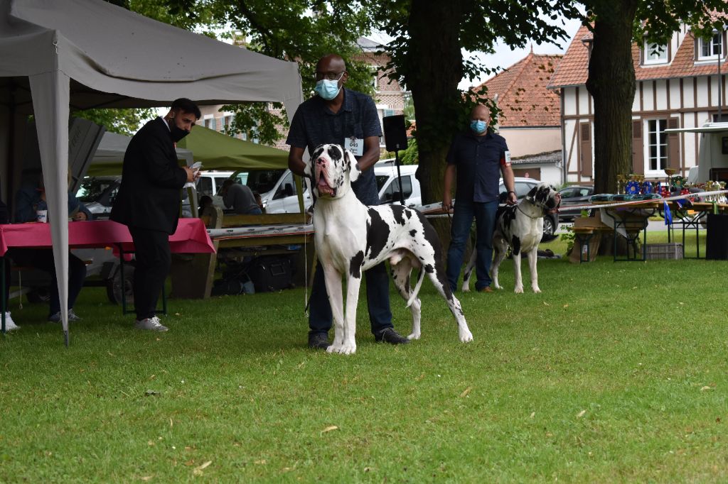CH. Pablo picasso Des Terres Andalouses - 1er excellent MEILLEUR MALE DE L'EXPOSITION