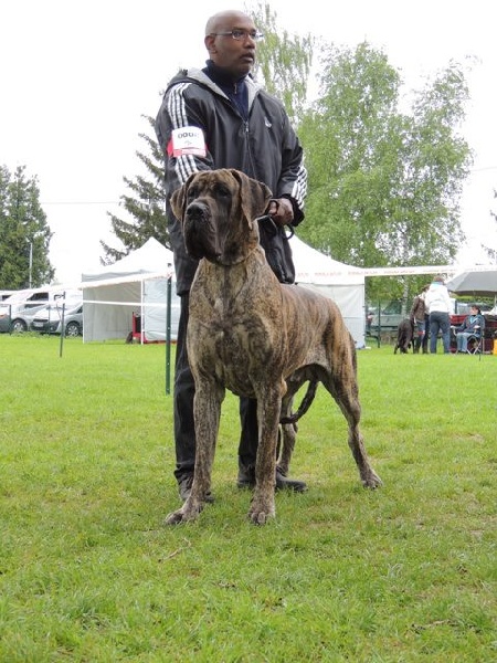 CH. Glover Des geants de becquigny - Excellent