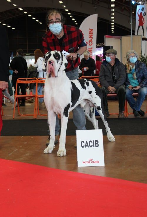 CH. Pablo picasso Des Terres Andalouses - 1ER EXC-CACS- CACIB- MEILLEUR DE SEXE OPPOSE