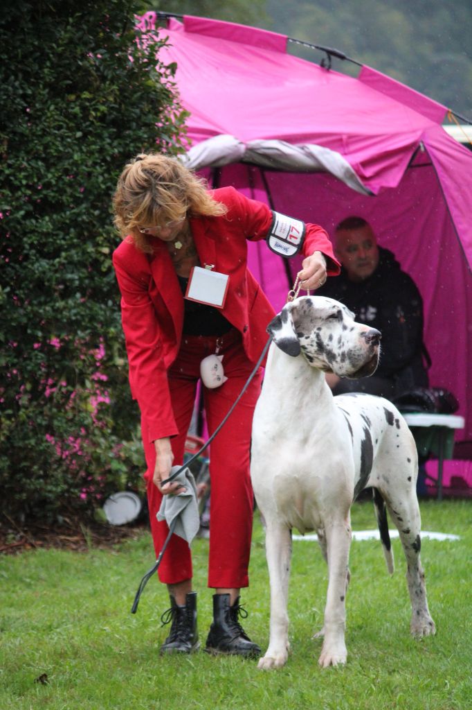 CH. Urschel de l'ecurie d'ingres - 3ème EXCELLENT en classe ouverte