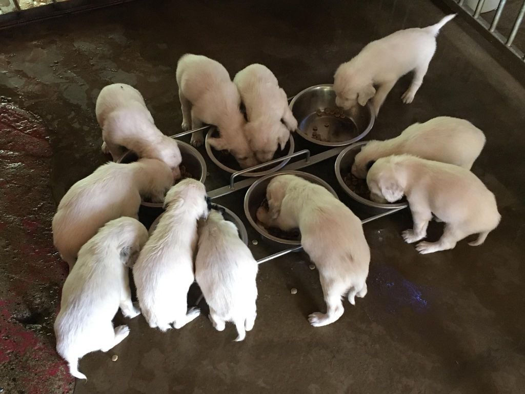 chiot Setter anglais Du Val De Ronceveaux