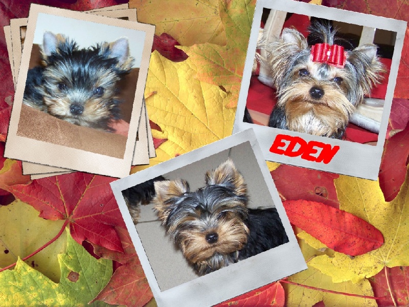 Publication : Du Rêve D'Evadeline Auteur : Senger Delphine