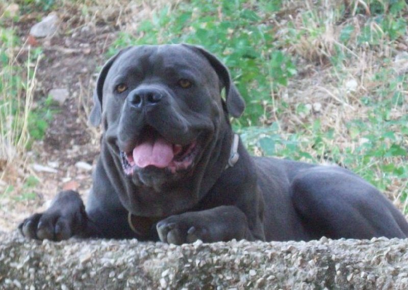 Bandit Des monts de saint sever