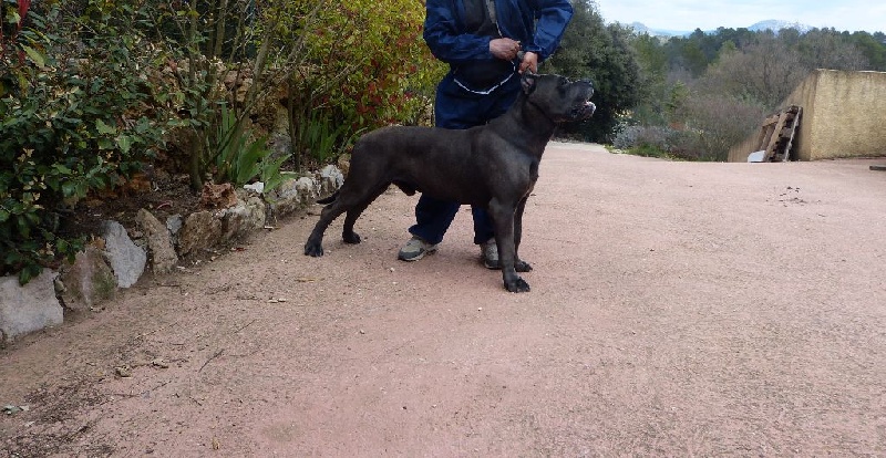 Irhon Des Mas Star De La Cannaie