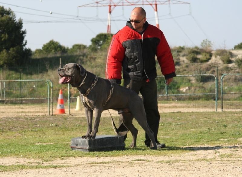 Bandit Des monts de saint sever