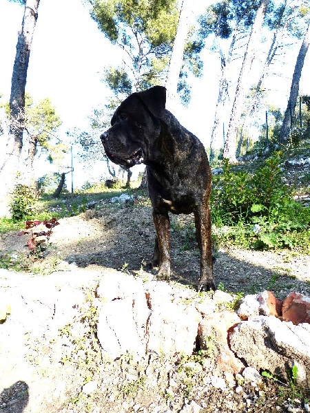 Paride Degli elmi