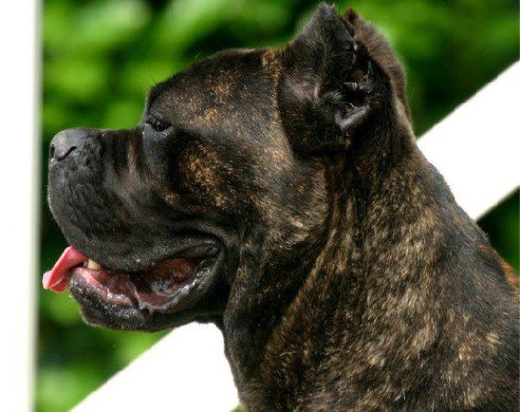 Préface de Williams Guitton