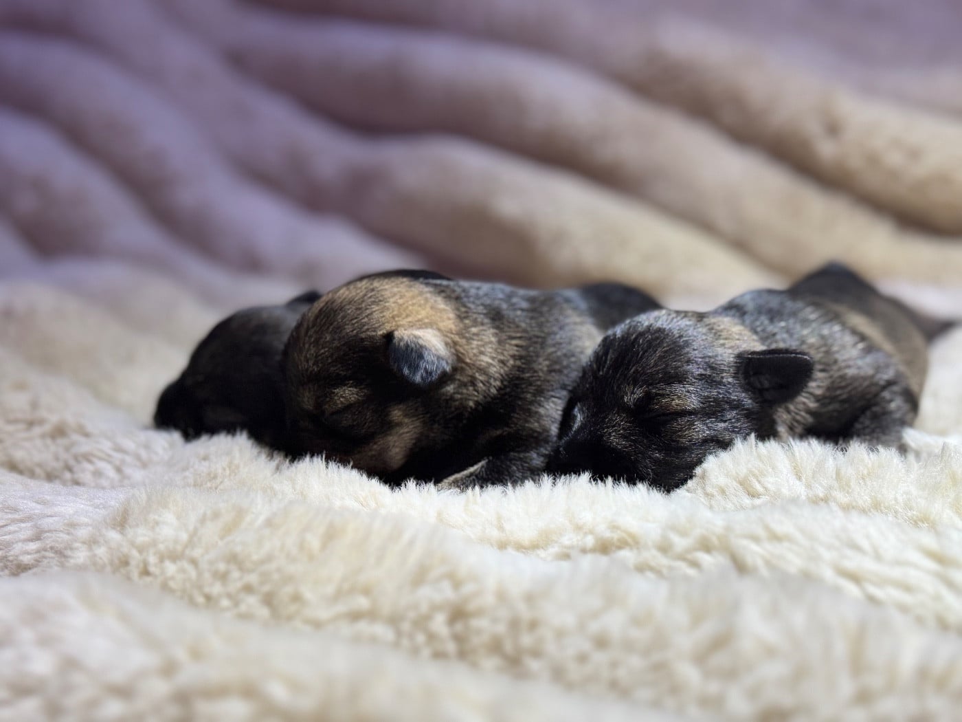 CHIOT 4 - Schnauzer miniature