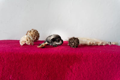 Les chiots de Schnauzer miniature