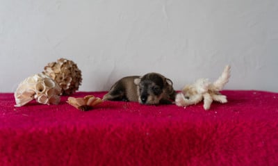 Les chiots de Schnauzer miniature