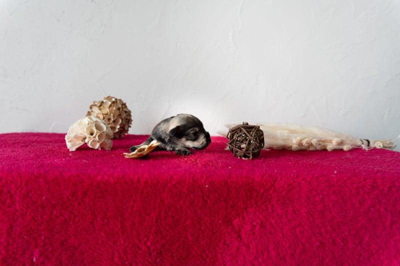 Schnauzer miniature - of danebury
