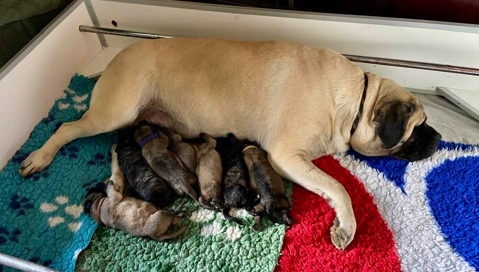 CH. Simpy the best Brullemail