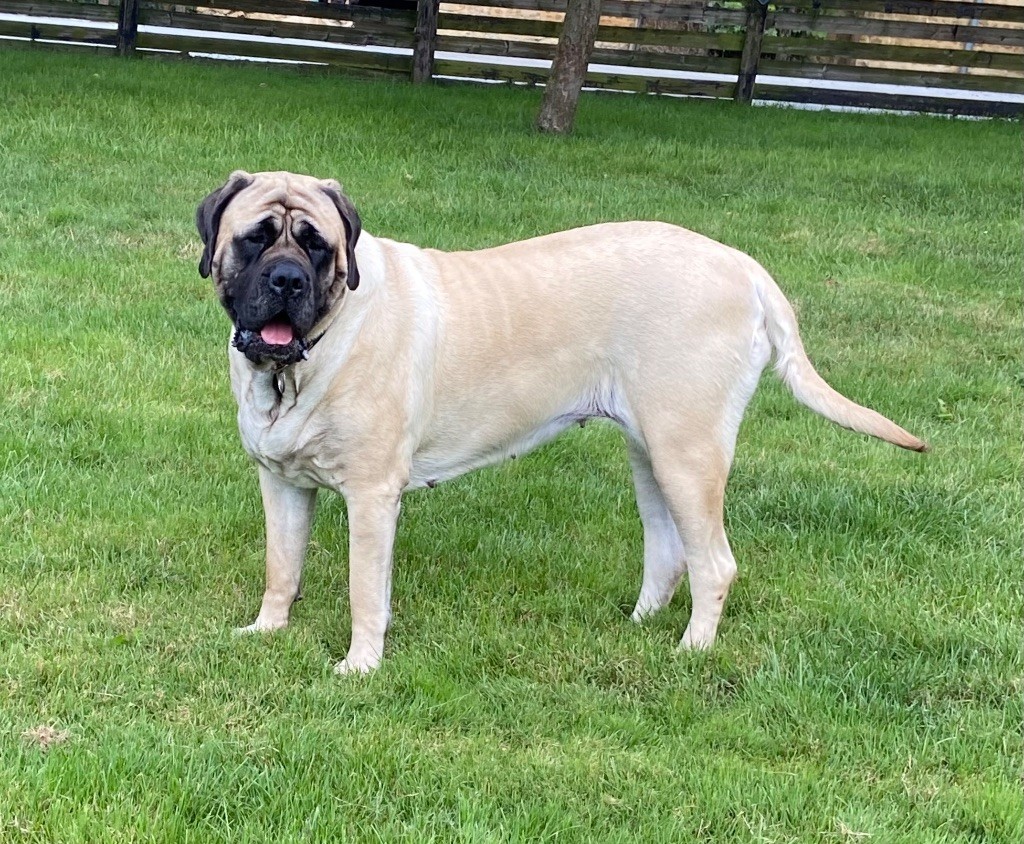 CH. Simpy the best Brullemail