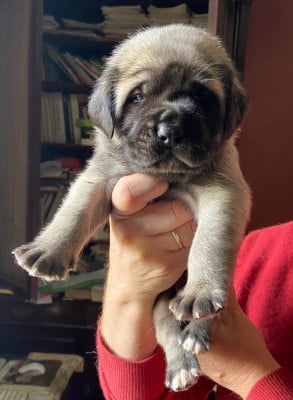 Les chiots de Mastiff