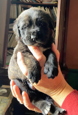 Les chiots de Mastiff