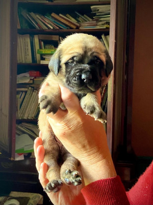 Les chiots de Mastiff