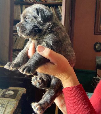 Les chiots de Mastiff