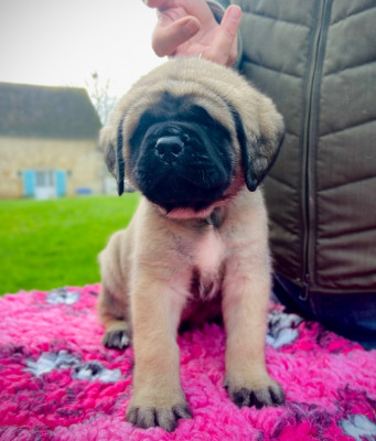 Les chiots de Mastiff