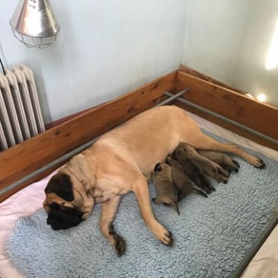 Les chiots de Mastiff