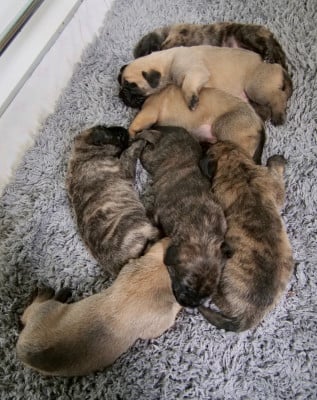 Les chiots de Mastiff