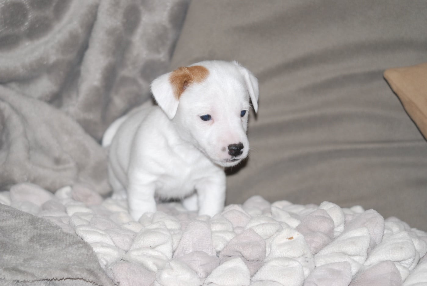 CHIOT 2 - Jack Russell Terrier