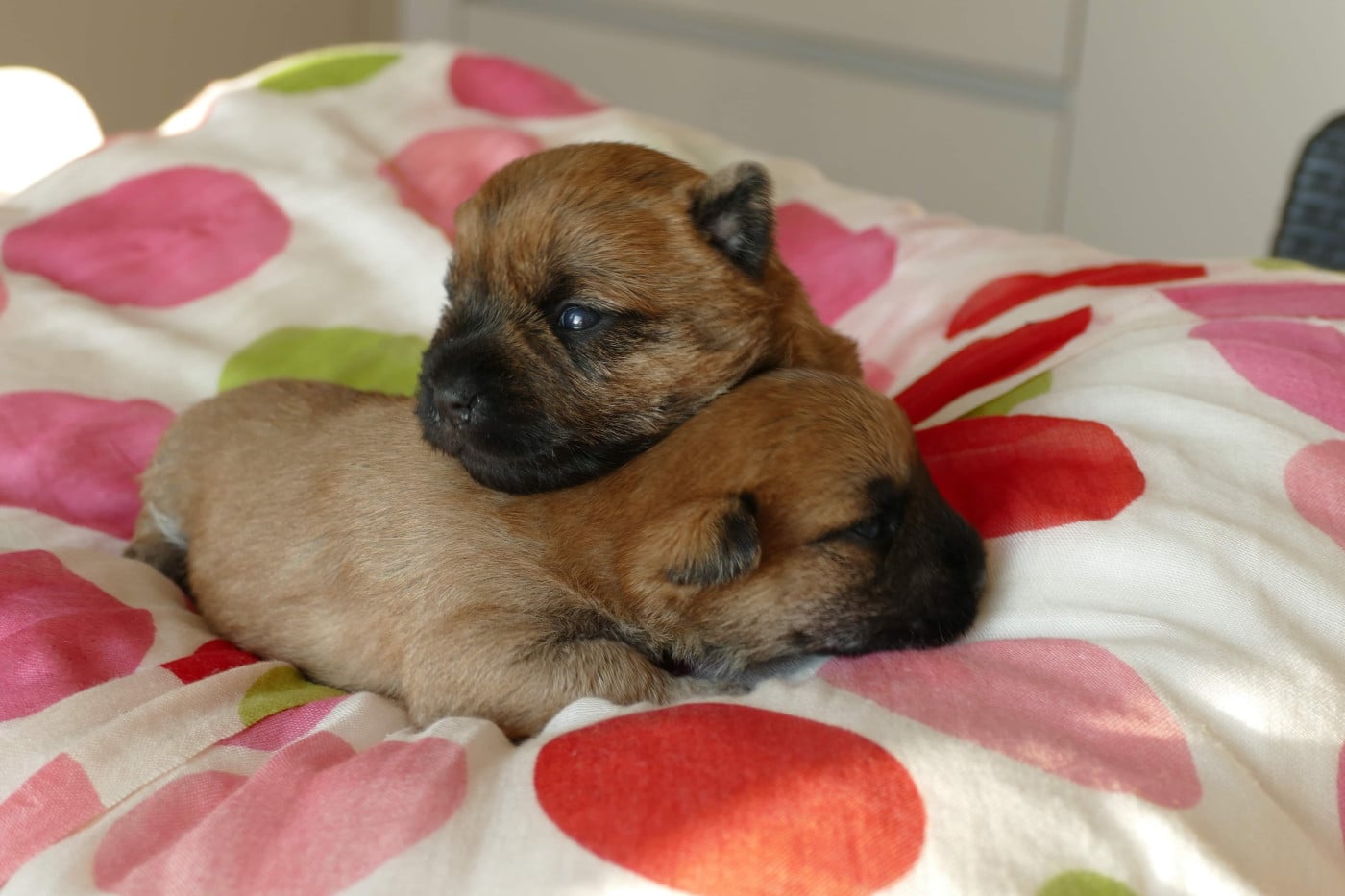 Chiot N°3 - Cairn Terrier