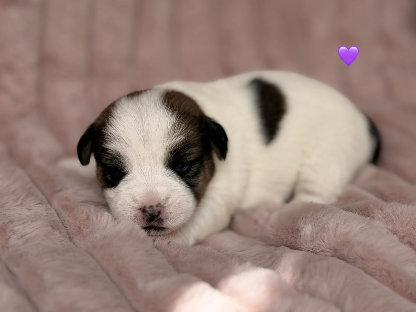 Chiot N°5