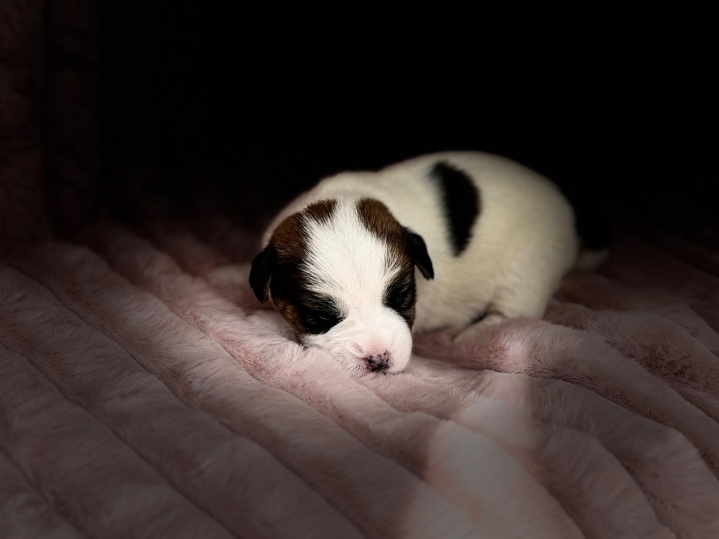 Chiot N°5