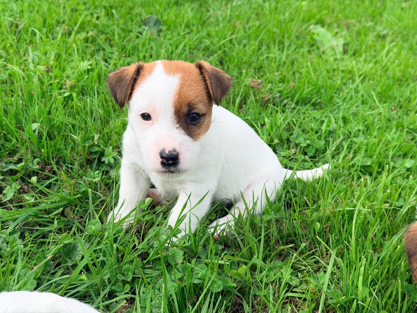 Chiot N°3