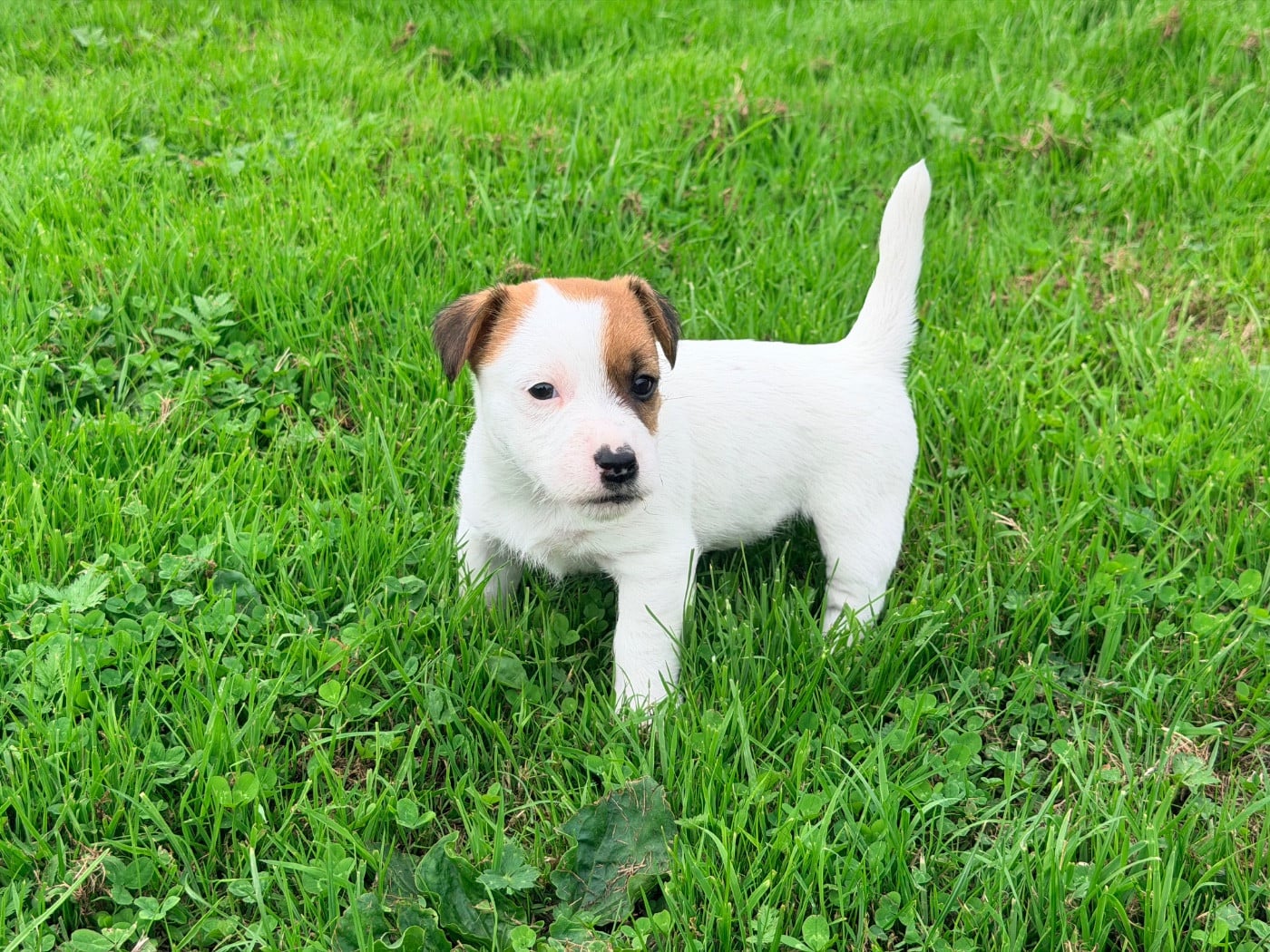 Chiot N°3