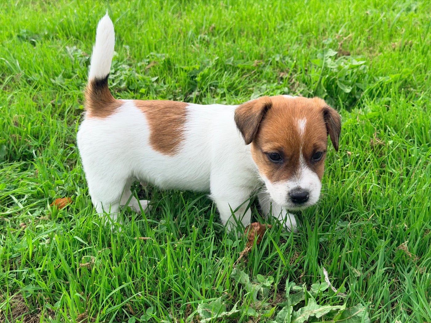 Baiko