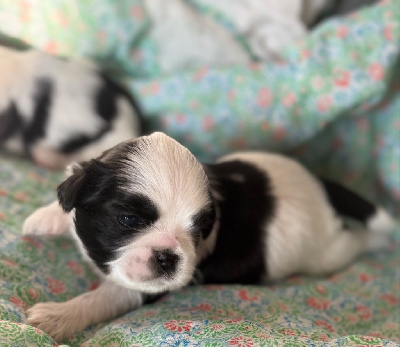 Les chiots de Shih Tzu