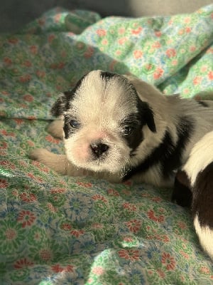 Les chiots de Shih Tzu