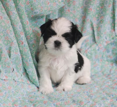 Les chiots de Shih Tzu